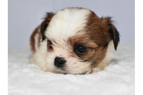 愛知県のミックス犬 女の子 08 18生まれ シーチワ シーズーとチワワのミックス 子犬id ブリーダーナビ 愛知県のミックス犬 女の子 08 18生まれ シーチワ シーズーとチワワのミックス 子犬id ブリーダーナビ