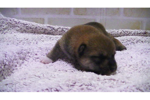 成約済の福岡県の豆柴-107894の11枚目