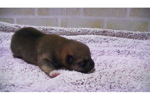 成約済の福岡県の豆柴-107894の10枚目