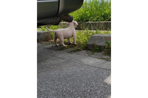 成約済の沖縄県のミックス犬-105272の30枚目