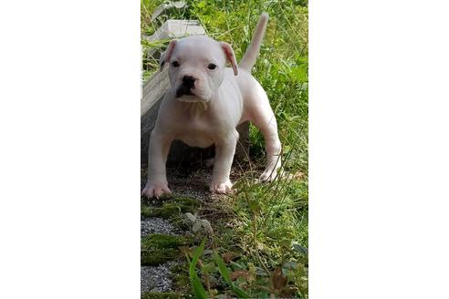 成約済の沖縄県のミックス犬-105272の24枚目