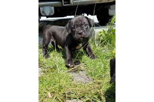 成約済の沖縄県のミックス犬-105268の28枚目