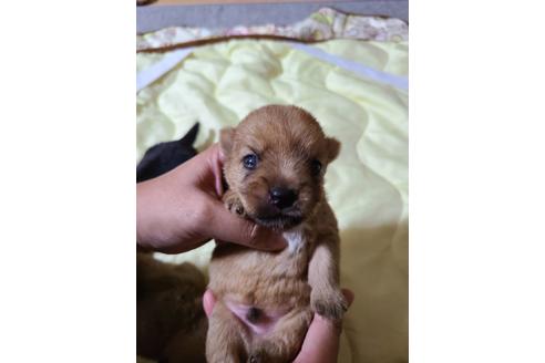 子犬