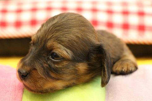 成約済の愛知県のカニンヘンダックスフンド(ロングヘアード)-106544の30枚目