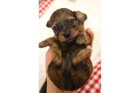 成約済の愛知県のカニンヘンダックスフンド(ロングヘアード)-106544の28枚目