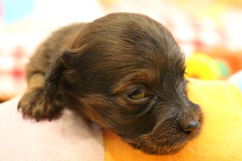 成約済の愛知県のカニンヘンダックスフンド(ロングヘアード)-106545の31枚目