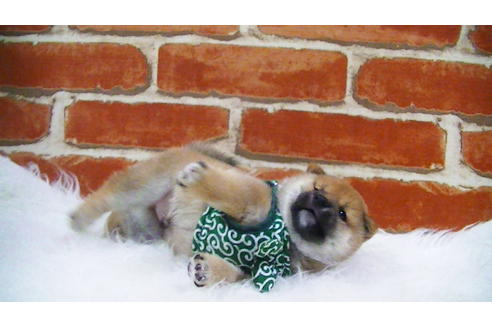 成約済の福岡県の豆柴-105330の9枚目