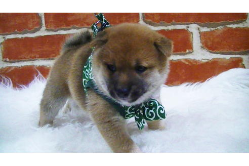 成約済の福岡県の豆柴-105330の8枚目