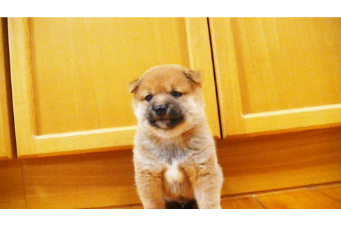 成約済の福岡県の豆柴-105330の7枚目