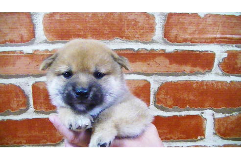 成約済の福岡県の豆柴-105330の6枚目