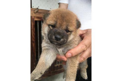 成約済の山梨県の柴犬-107936の4枚目