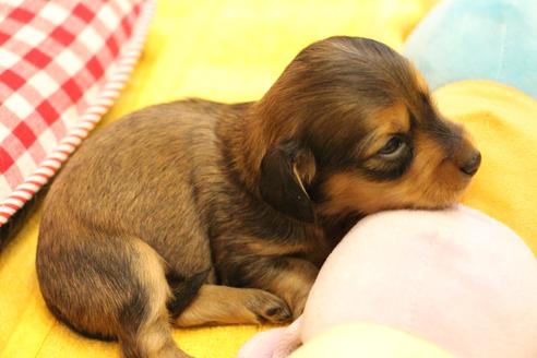 成約済の愛知県のカニンヘンダックスフンド(ロングヘアード)-107222の26枚目