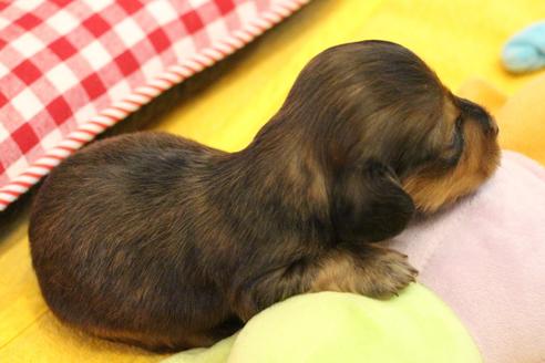 成約済の愛知県のカニンヘンダックスフンド(ロングヘアード)-107221の26枚目