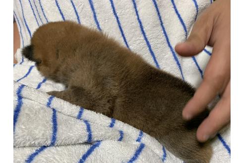 成約済の大分県の柴犬-107991の2枚目