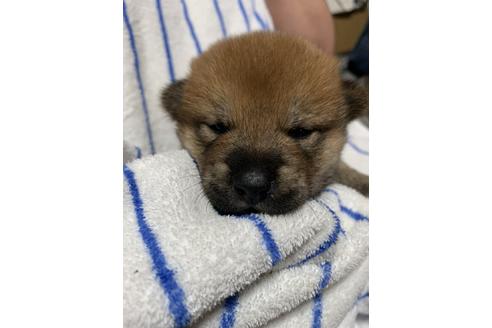 成約済の大分県の柴犬-107992の4枚目