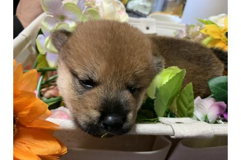 成約済の大分県の柴犬-107992の3枚目