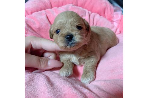 成約済の香川県のミックス犬-107279の6枚目