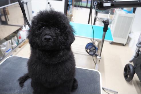 成約済の東京都のミックス犬-102697の3枚目