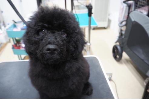 成約済の東京都のミックス犬-102697の2枚目