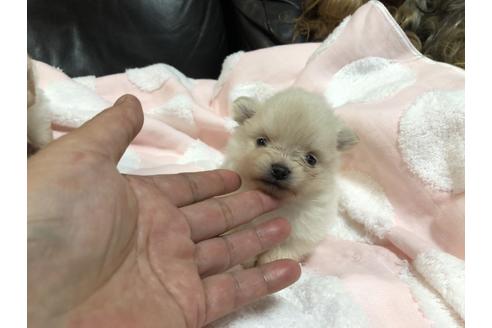 成約済の青森県のポメラニアン-108066の1枚目