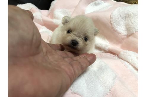 成約済の青森県のポメラニアン-108066の5枚目