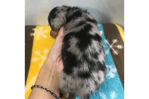 成約済の宮崎県のミニチュアダックスフンド(ロングヘアード)-108069の2枚目
