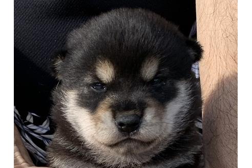 成約済の長崎県の柴犬-108117