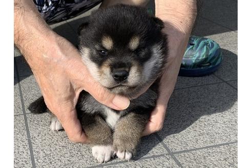 成約済の長崎県の柴犬-108117の5枚目