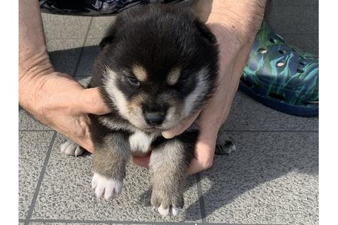 成約済の長崎県の柴犬-108117の4枚目