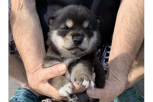 成約済の長崎県の柴犬-108117の3枚目