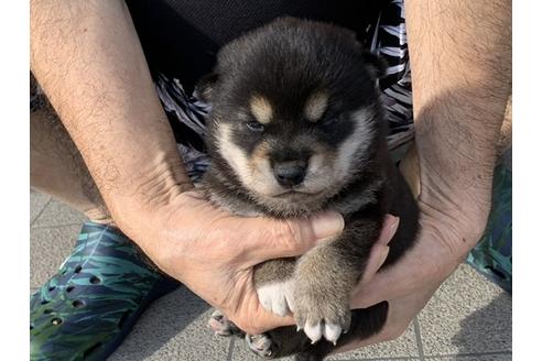 成約済の長崎県の柴犬-108117の2枚目