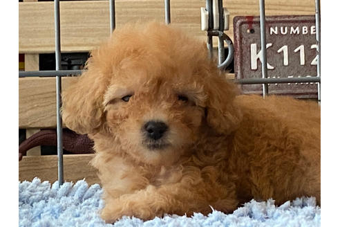 成約済の静岡県のトイプードル-106240の2枚目
