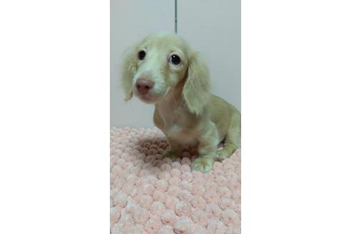 成約済の広島県のミニチュアダックスフンド(ロングヘアード)-101928