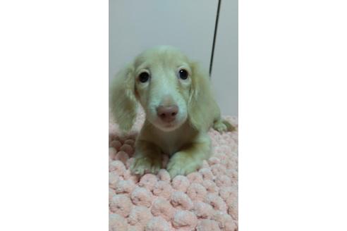 成約済の広島県のミニチュアダックスフンド(ロングヘアード)-101928の5枚目
