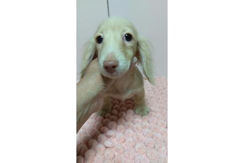成約済の広島県のミニチュアダックスフンド(ロングヘアード)-101928の4枚目