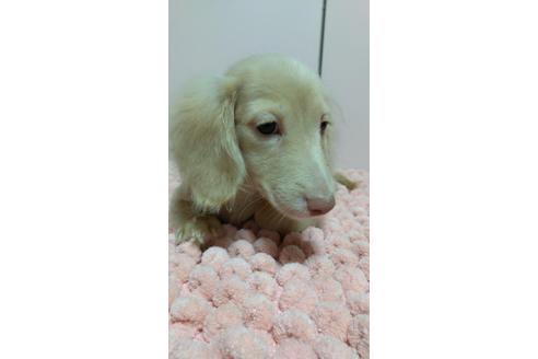 成約済の広島県のミニチュアダックスフンド(ロングヘアード)-101928の2枚目
