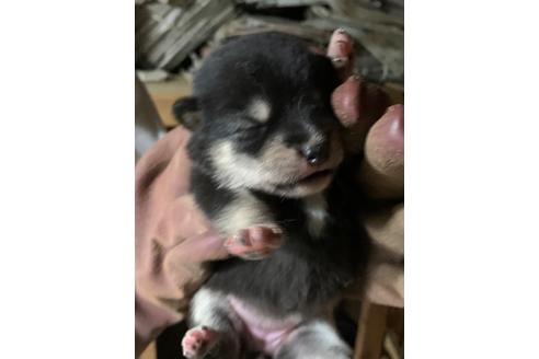 成約済の広島県の柴犬-108127の1枚目