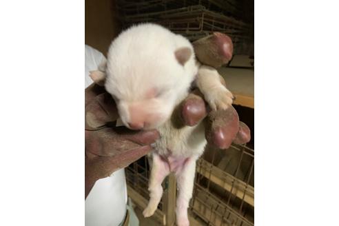 成約済の広島県の柴犬-108129の1枚目