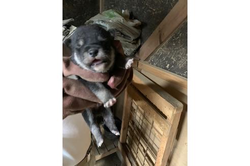 成約済の広島県の柴犬-108130の1枚目
