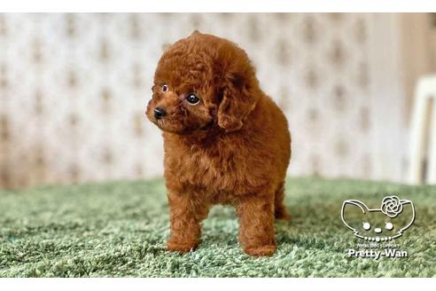 成約済の愛知県のタイニープードル-108139の8枚目