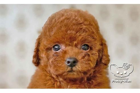 成約済の愛知県のタイニープードル-108139