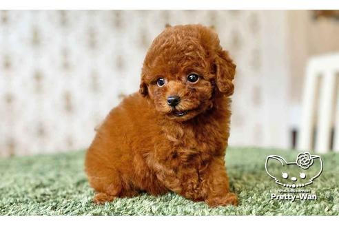 成約済の愛知県のタイニープードル-108139の6枚目