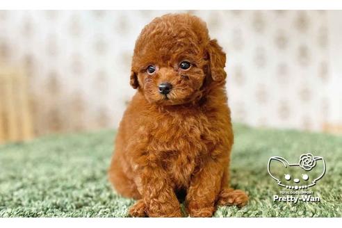 成約済の愛知県のタイニープードル-108139の7枚目