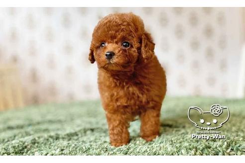 成約済の愛知県のタイニープードル-108139の5枚目