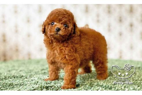 成約済の愛知県のタイニープードル-108139の4枚目