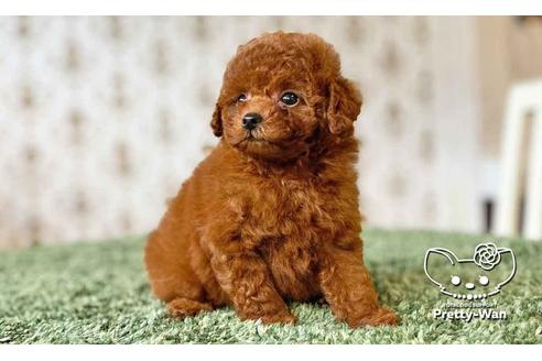 成約済の愛知県のタイニープードル-108139の2枚目