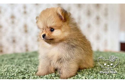 成約済の愛知県のポメラニアン-108140の9枚目