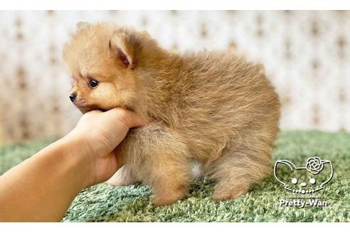 成約済の愛知県のポメラニアン-108140の10枚目