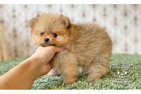 成約済の愛知県のポメラニアン-108140の7枚目