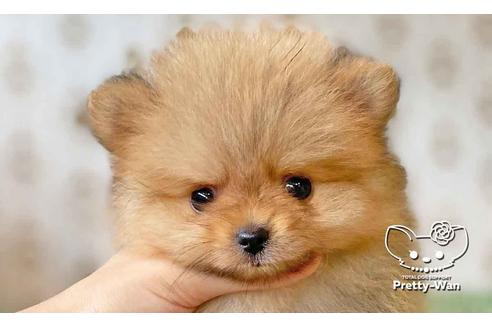 成約済の愛知県のポメラニアン-108140の5枚目